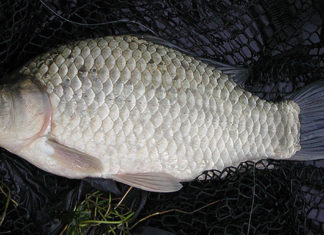 İç Sularımızdaki Büyük Tehlike: İsrail Sazanı