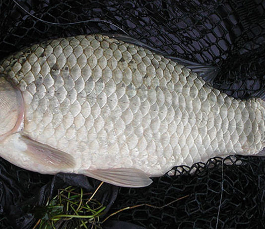 İç Sularımızdaki Büyük Tehlike: İsrail Sazanı